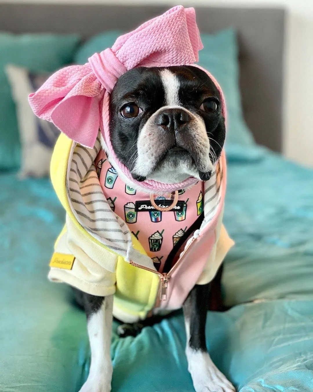 Dog Hoodie in Banana Split