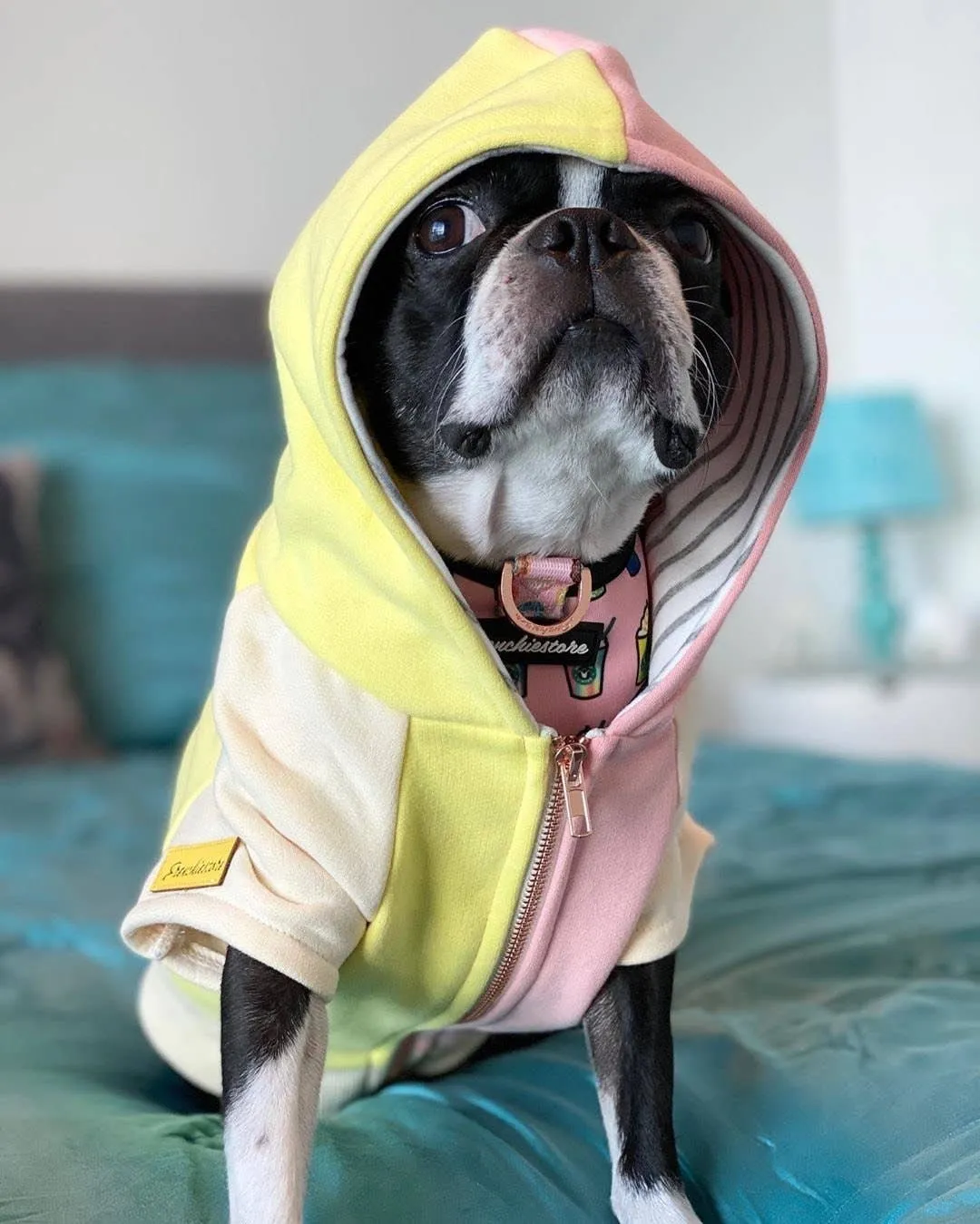 Dog Hoodie in Banana Split