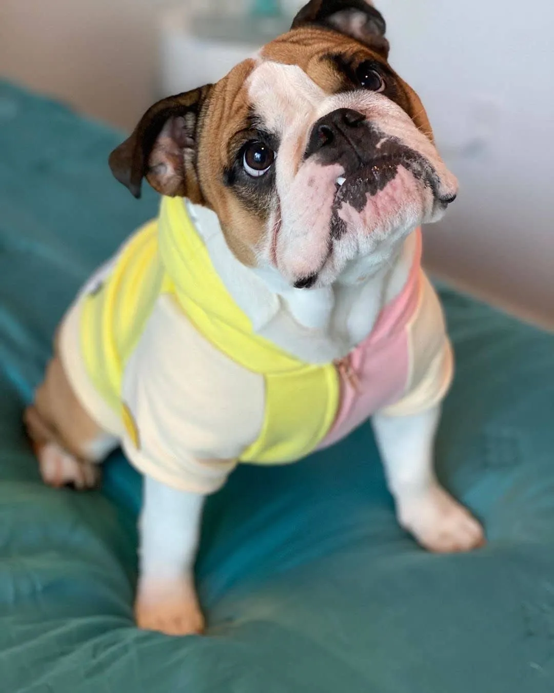 Dog Hoodie in Banana Split
