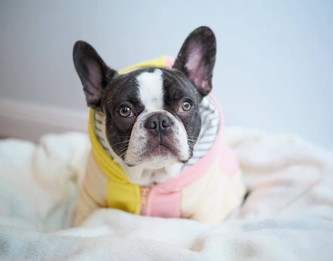 Dog Hoodie in Banana Split